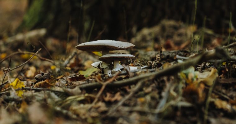 Nieuwenhoven bos: dit jaar zijn er enorm veel paddenstoelen!