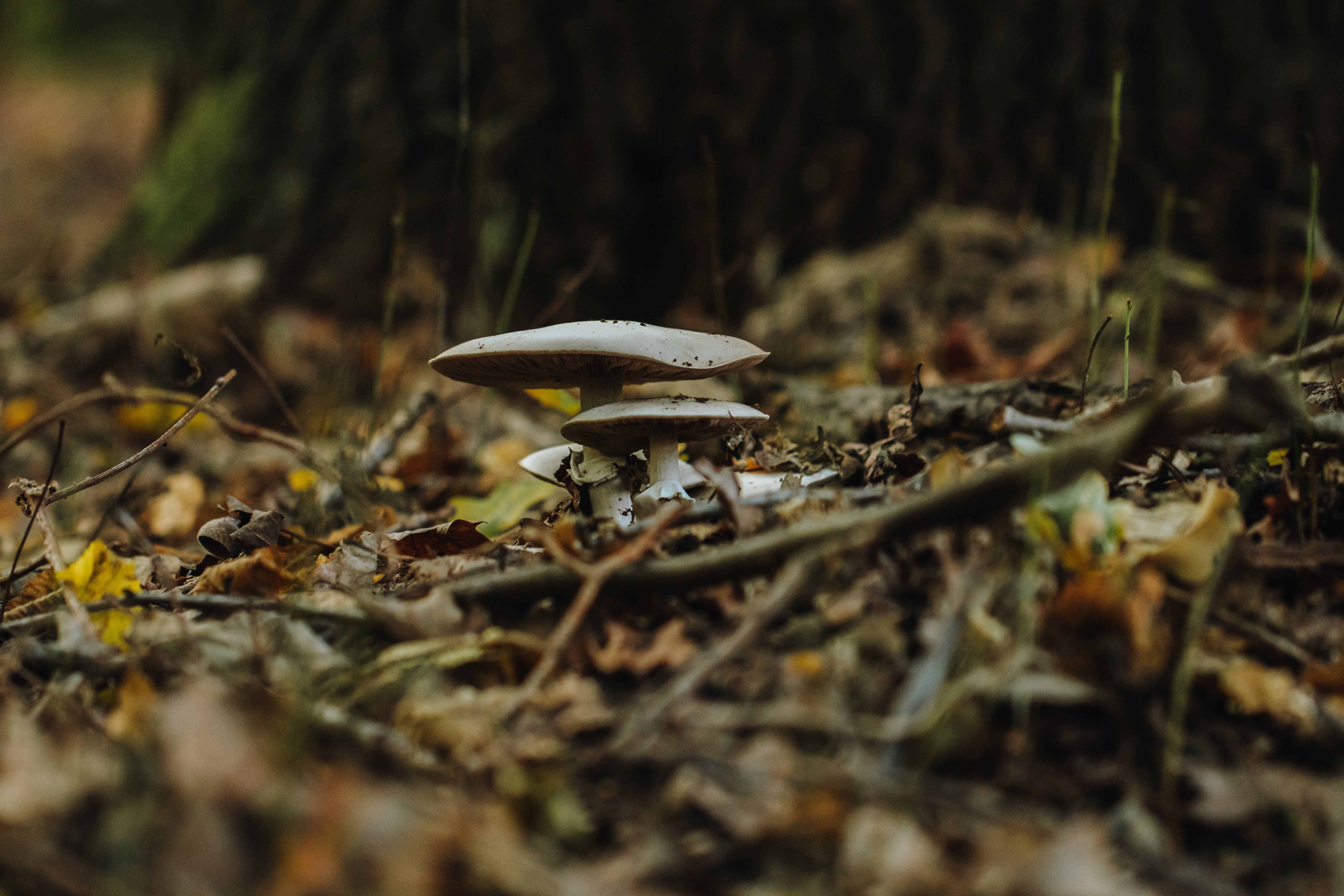 Nieuwenhoven bos: dit jaar zijn er enorm veel paddenstoelen!