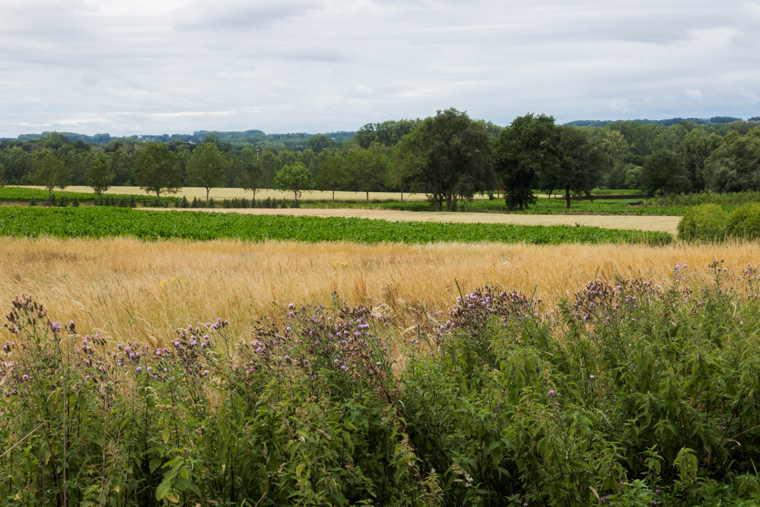 Streek-GR Haspengouw #1: Kleine natuurcontrasten in Bilzen